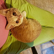 Bullett is registered to the contest to win money with this photo: kitten, cat, pet, ginger_cat, fur, animal, cute, indoor, person, clothing, pants, green_pants, pink_shirt, floor, tile_floor, looking_up, small_animal, domestic_cat, resting, curious