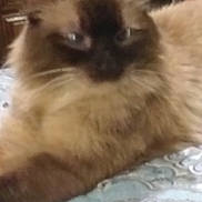 Sof joined the competition — help win amazing prizes! animal, bedspread, brown_fur, cat, close_up, cute, domestic_animal, ears, face, feline, fluffy, fur, indoor, lying_down, pattern, pet, relaxed, resting, soft, whiskers