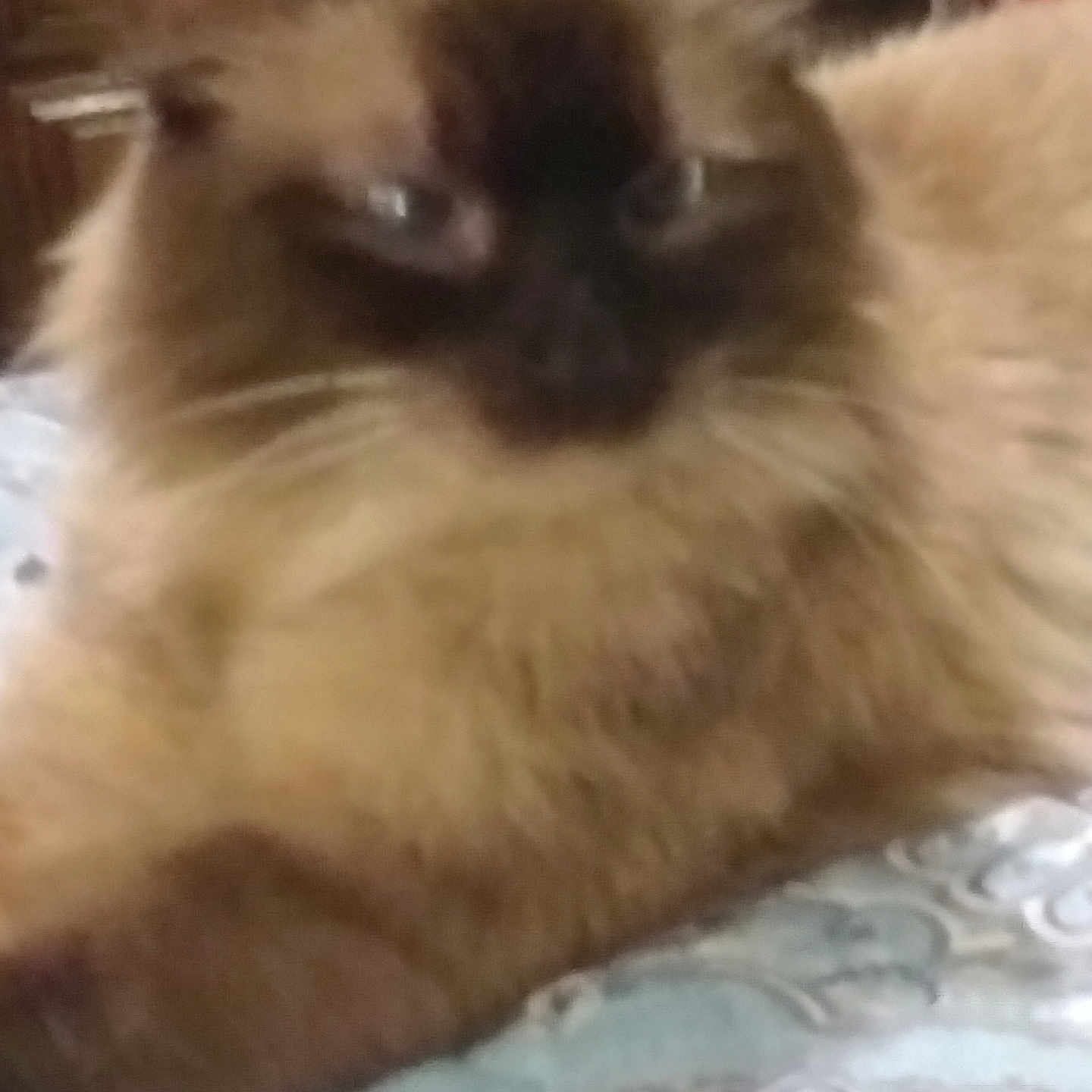 Sof joined the competition — help win amazing prizes! animal, bedspread, brown_fur, cat, close_up, cute, domestic_animal, ears, face, feline, fluffy, fur, indoor, lying_down, pattern, pet, relaxed, resting, soft, whiskers