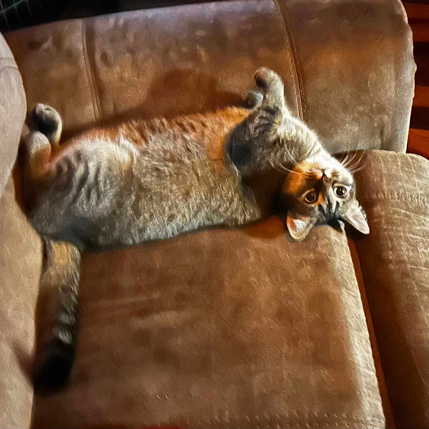 Nala is registered to the contest to win money with this photo: animal, brown_couch, cat, couch, cozy, curious, cute, domestic_cat, feline, fur, home, indoor, paw, pet, relaxed, resting, sleepy, tabby, upside_down, whiskers