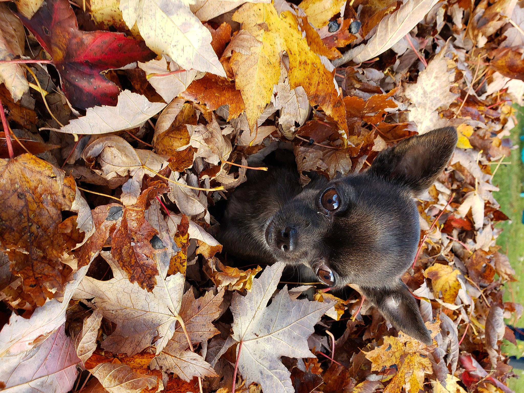 Peanut joined the competition — help win amazing prizes! annual_plant, autumn, deciduous, fawn, flowering_plant, groundcover, leaf, plant, soil, terrestrial_animal, tints_and_shades, twig