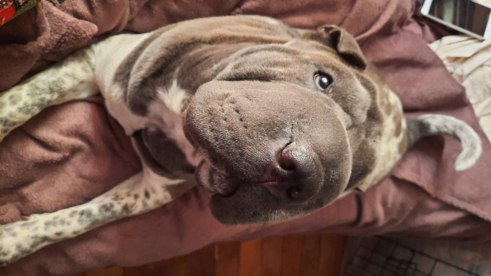 Poopy participe au concours pour gagner de l'argent avec cette photo : canidae, carnivore, comfort, companion_dog, dog, dog_breed, fawn, fur, grey, guard_dog, liver, molosser, nap, non_sporting_group, puppy, snout, sporting_group, terrestrial_animal, whiskers, wrinkle