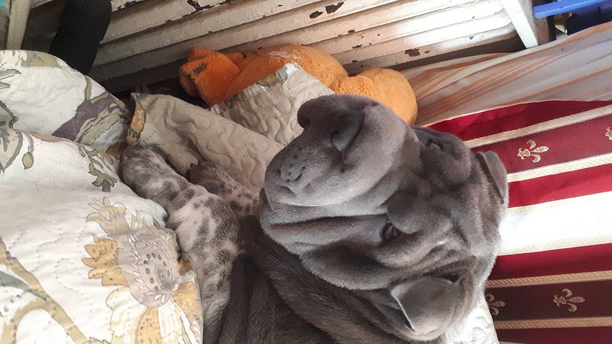 Poopy a rejoint le concours — aidez-le/la à gagner de superbes lots ! art, auto_part, carmine, carving, clay, fashion_accessory, fur, hat, linens, pattern, plant, sculpture, table, textile, thread, tree, wood, wool