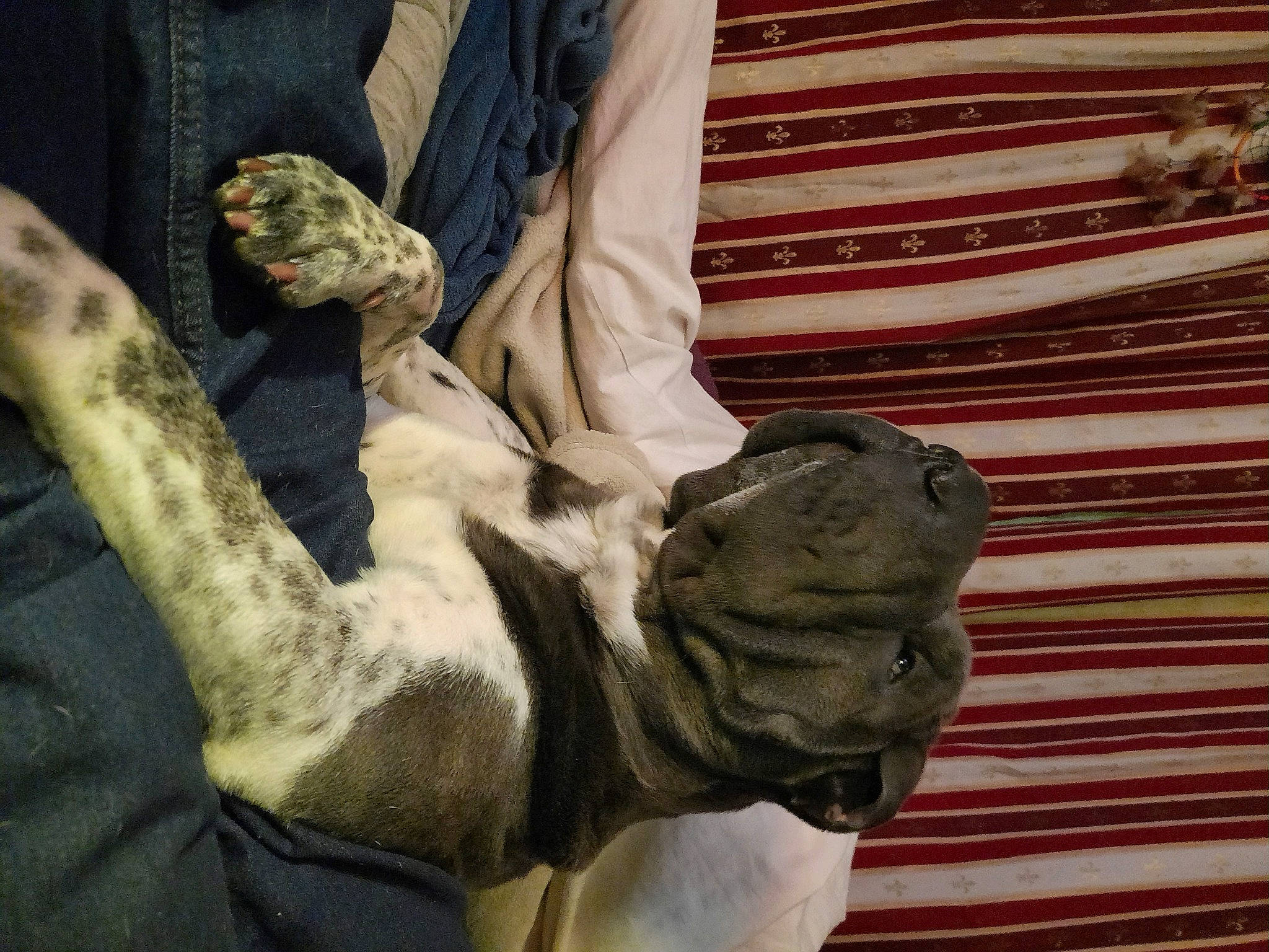 Poopy participe au concours pour gagner de l'argent avec cette photo : art, artifact, canidae, carnivore, dog, dog_breed, fawn, felidae, foot, fur, gesture, hand, human_body, human_leg, sculpture, snout, sporting_group, statue, working_animal, wrinkle