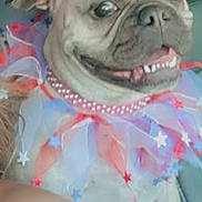 Eevee is registered to the contest to win money with this photo: dog, pug, smiling, pet, car_interior, collar, costume, colorful, ruffle, seat, canine, animal, cute, happy, portrait, mammal, domestic_animal, face, sitting, companion