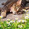 Khelya a rejoint le concours — aidez-le/la à gagner de superbes lots ! animal, cat, close_up, collar, daisy, daylight, ear, flower, garden, grass, green_eyes, lying_down, nature, outdoor, pet, plant, relaxed, sunlight, tabby_cat, whiskers