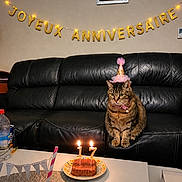 Khelya a rejoint le concours — aidez-le/la à gagner de superbes lots ! anniversary, birthday, birthday_cake, cake, candles, cat, celebration, couch, decorations, feline, gold, household, indoor, leather, lights, party_hat, pet, pink, portrait, table