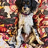 animal, black_and_white, collar, colorful, cushion, cute, dog, dog_pattern, ears, fabric, fur, grass, outdoor, pet, portrait, relaxed, sitting, small_dog, sunlight, texture
