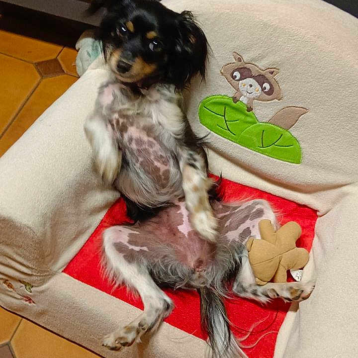 Choukette