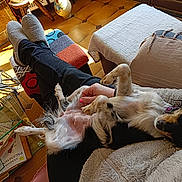 Choukette participe au concours pour gagner de l'argent avec cette photo : black_and_tan, blanket, casual, chair, comfort, cozy, dog, floor, furniture, hand, home, indoor, lap, paw, person, relaxing, resting, slippers, sunlight, tiled_floor