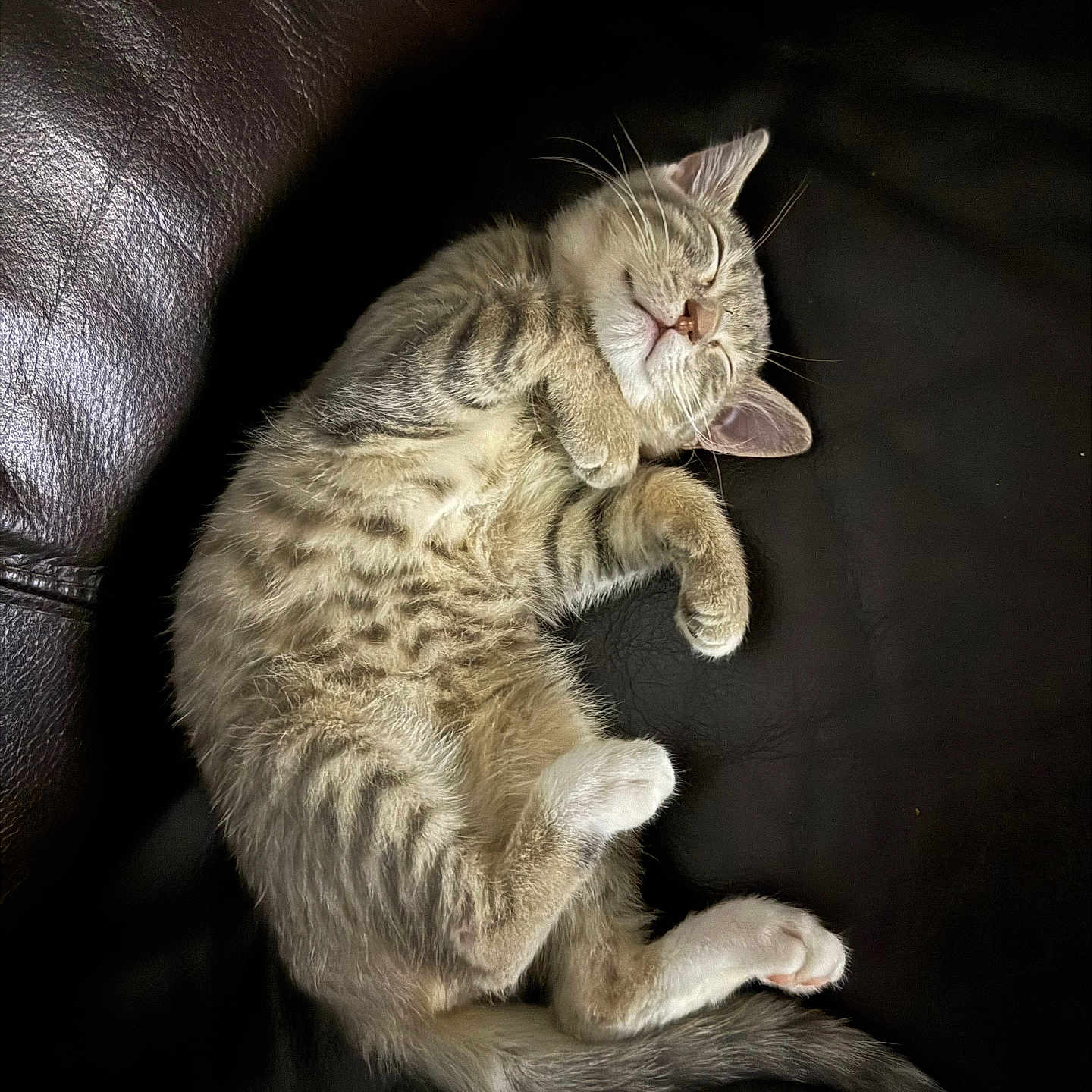 Naps