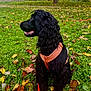 dog, black_dog, curly_fur, harness, leash, grass, autumn, fallen_leaves, tree, park, outdoor, nature, pet, canine, sitting, side_view, daylight, greenery, fall, leaves