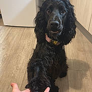 Vauban participe au concours pour gagner de l'argent avec cette photo : dog, black_dog, paw, hand, floor, kitchen, fridge, trash_bin, curly_fur, collar, pet, indoor, friendly, animal, domestic, brown_floor, human_hand, interaction, cute, companion