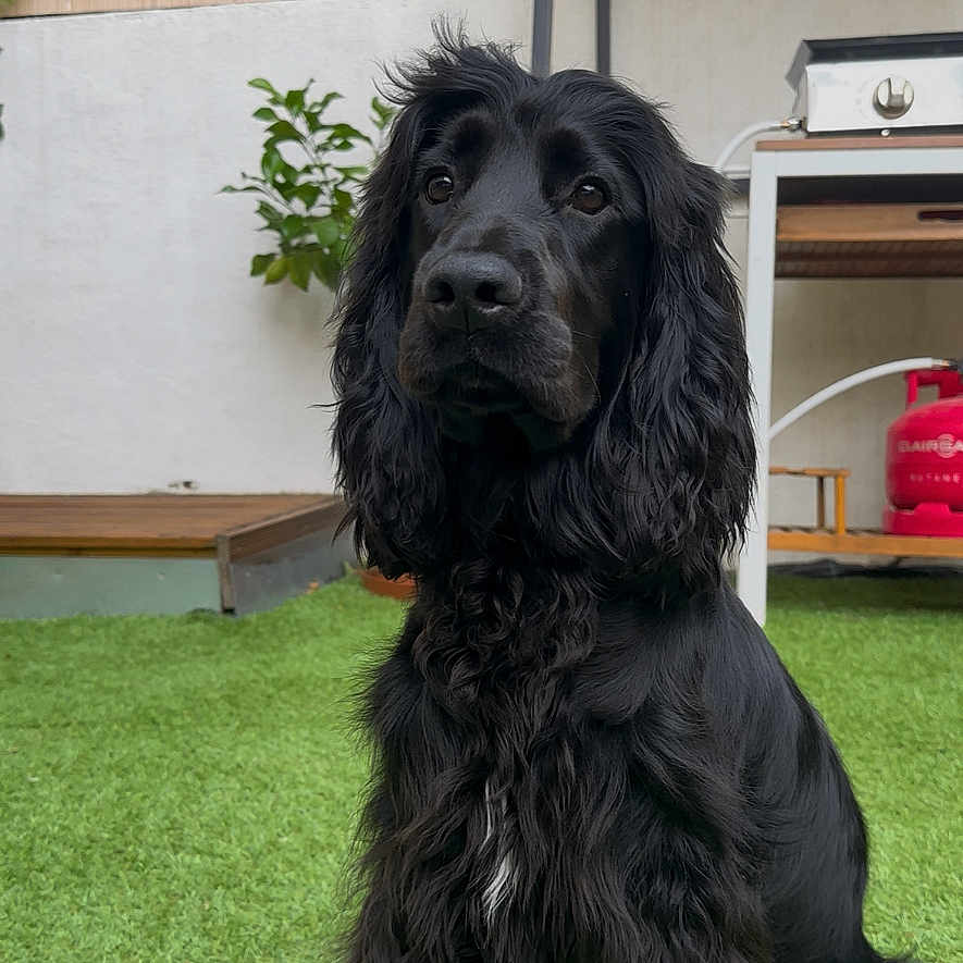 Vauban a rejoint le concours — aidez-le/la à gagner de superbes lots ! animal, backyard, bench, black_dog, calm, canine, dog, domestic_animal, fence, fur, garden, grass, leafy, long_fur, nature, outdoor, pet, plant, portrait, sitting