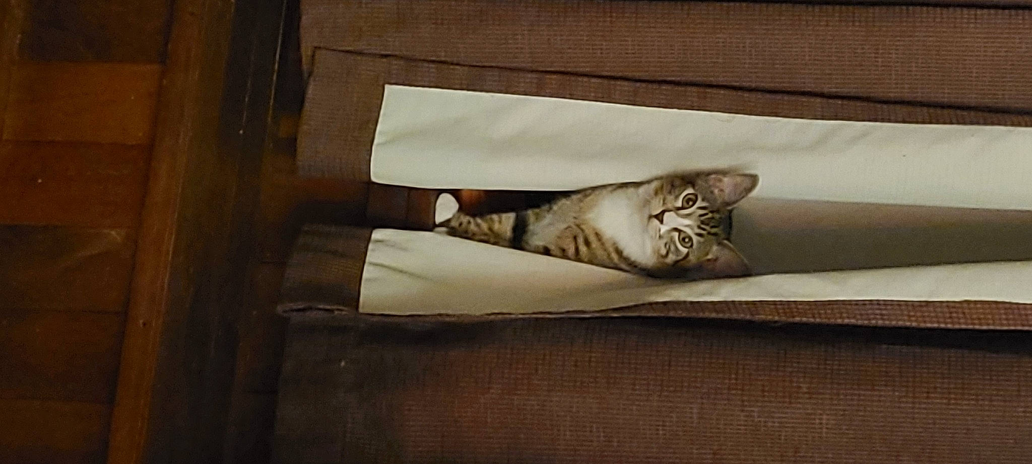 Joey is registered to the contest to win money with this photo: cat, felidae, furniture, room, small_to_medium_sized_cats, tabby_cat, wood