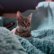 Rhea is registered to the contest to win money with this photo: animal, blanket, blurred_background, cat, closeup, comfort, cozy, cute, ears, feline, fur, home, indoor, pet, portrait, relaxed, resting, soft_texture, tabby, whiskers