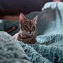 animal, blanket, blurred_background, cat, closeup, comfort, cozy, cute, ears, feline, fur, home, indoor, pet, portrait, relaxed, resting, soft_texture, tabby, whiskers