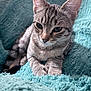 Rhea joined the competition — help win amazing prizes! animal, blanket, cat, closeup, cozy, cute, ears, feline, fur, indoor, kitten, pet, relaxed, resting, soft, tabby, texture, turquoise, whiskers, young