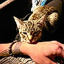 Rhea is registered to the contest to win money with this photo: affection, animal, arm, beads, bracelet, cat, closeup, cozy, fur, hand, human, indoor, pet, resting, sleepy, tabby, tattoo, texture, warm_light, whiskers
