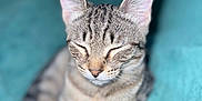Rhea is registered to the contest to win money with this photo: animal, blanket, cat, closed_eyes, comfort, cozy, cute, ears, fur, indoor, kitten, mammal, nose, paws, pet, resting, sleeping, soft, tabby, whiskers