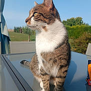 June a rejoint le concours — aidez-le/la à gagner de superbes lots ! cat, tabby, outdoor, glass_table, nature, sunlight, animal, pet, whiskers, feline, greenery, garden, blue_sky, fur, sitting, side_view, peaceful, daylight, domestic_animal, curious