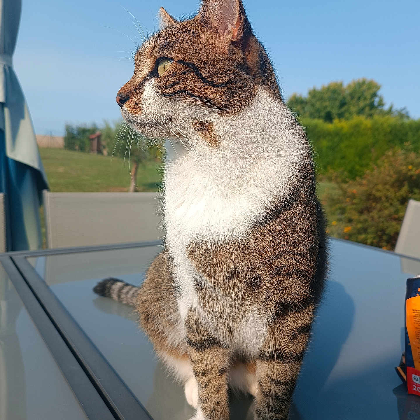 June a rejoint le concours — aidez-le/la à gagner de superbes lots ! animal, blue_sky, cat, curious, daylight, domestic_animal, feline, fur, garden, glass_table, greenery, nature, outdoor, peaceful, pet, side_view, sitting, sunlight, tabby, whiskers
