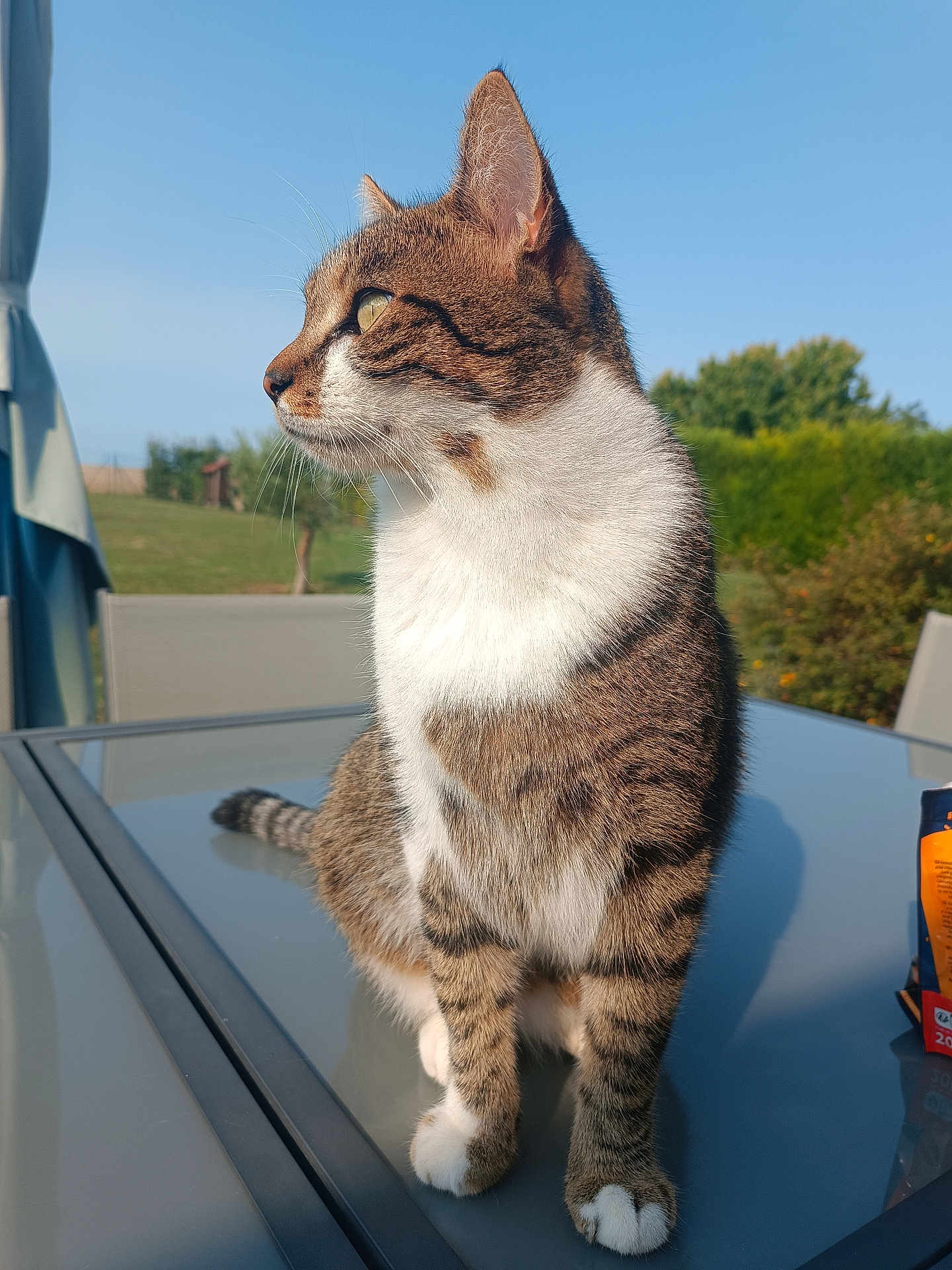June a rejoint le concours — aidez-le/la à gagner de superbes lots ! cat, tabby, outdoor, glass_table, nature, sunlight, animal, pet, whiskers, feline, greenery, garden, blue_sky, fur, sitting, side_view, peaceful, daylight, domestic_animal, curious