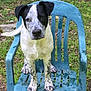 animal, backyard, black_and_white, cute, dog, ears, face, grass, greenery, looking, nature, outdoor, paw, pet, plastic_chair, sitting, spotted, tail, wet, young_dog