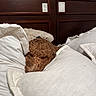 dog, curly_hair, bed, pillow, white_pillow, headboard, brown_dog, cozy, resting, indoor, sleepy, furniture, blanket, close_up, comfort, pet, animal, domestic_dog, relaxing, snuggling