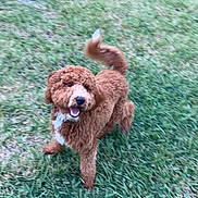 Bodie joined the competition — help win amazing prizes! dog, brown_dog, grass, outdoor, pet, animal, playful, curly_fur, canine, happy, tail, running, nature, mammal, friendly, fur, grass_field, daylight, motion_blur, cute