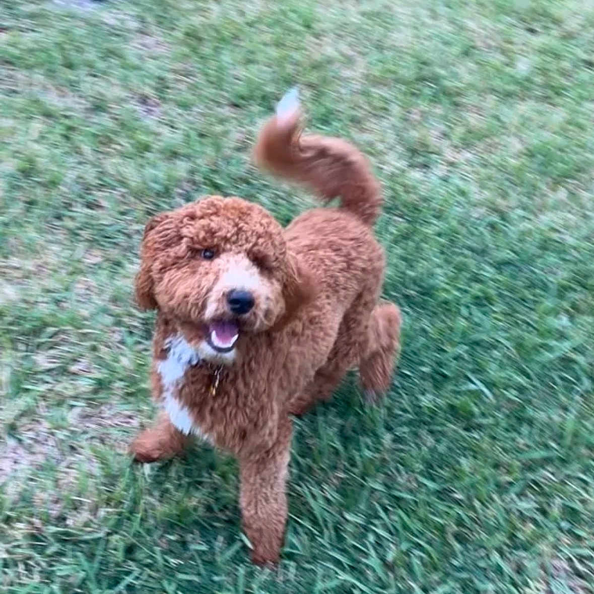 Bodie