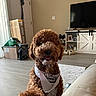 dog, indoor, living_room, bandana, curly_fur, brown_dog, floor, tv, shoes, door, box, carpet, furniture, pet, smiling_dog, home, cozy, light, wall, couch