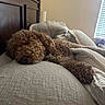 dog, curly_fur, sleeping, bed, pillow, blanket, indoor, relaxation, cozy, brown, fur, pet, rest, natural_light, window, home, comfort, soft_texture, closeup, quiet