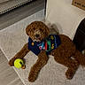 dog, brown_dog, curly_fur, sweater, toy, tennis_ball, treat, carpet, floor, indoor, pet, animal, relaxed, lying_down, cozy, home, cute, playful, furniture, decor