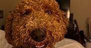 Bodie is registered to the contest to win money with this photo: dog, curly_hair, smiling, close_up, bed, blanket, indoor, pet, canine, fur, nose, teeth, happy, animal, mammal, friendly, portrait, cute, companion, domestic