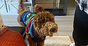 Bodie joined the competition — help win amazing prizes! blanket, canine, cozy, curly_fur, curly_hair, dog, dog_crate, floor, furniture, happy, home_decor, indoor, living_room, person, pet, plaid_shirt, rug, slippers, sweater, television