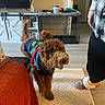dog, sweater, curly_hair, indoor, rug, slippers, person, plaid_shirt, living_room, television, dog_crate, home_decor, floor, furniture, blanket, cozy, pet, happy, canine, curly_fur
