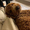 dog, curly_fur, brown_dog, indoor, person, pants, black_socks, floor, dog_crate, rug, resting, pet, animal, cozy, relaxed, home, living_room, companion, looking_up, curious