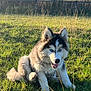 Alasko participe au concours pour gagner de l'argent avec cette photo : animal, blue_eyes, canine, cute, daytime, dog, field, fur, grass, happy, husky, mammal, nature, outdoor, pet, playful, puppy, sitting, sunlight, young