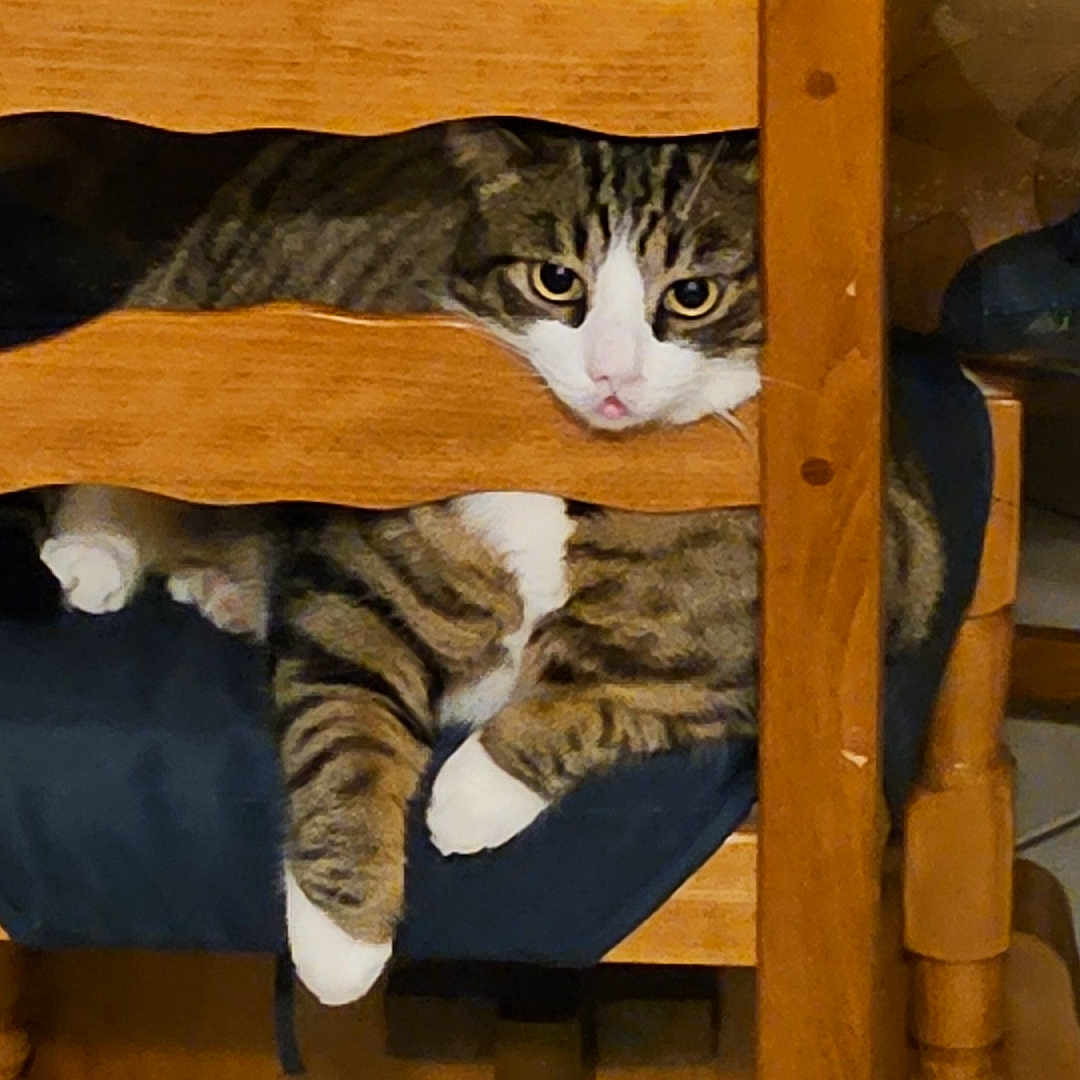 Pepette participe au concours pour gagner de l'argent avec cette photo : abyssinian, animal, bed, cat, chair, couch, cushion, furniture, hardwood, homedecor, indoors, interiordesign, kitten, manx, person, pet, plywood, sleeping, stainedwood, wood