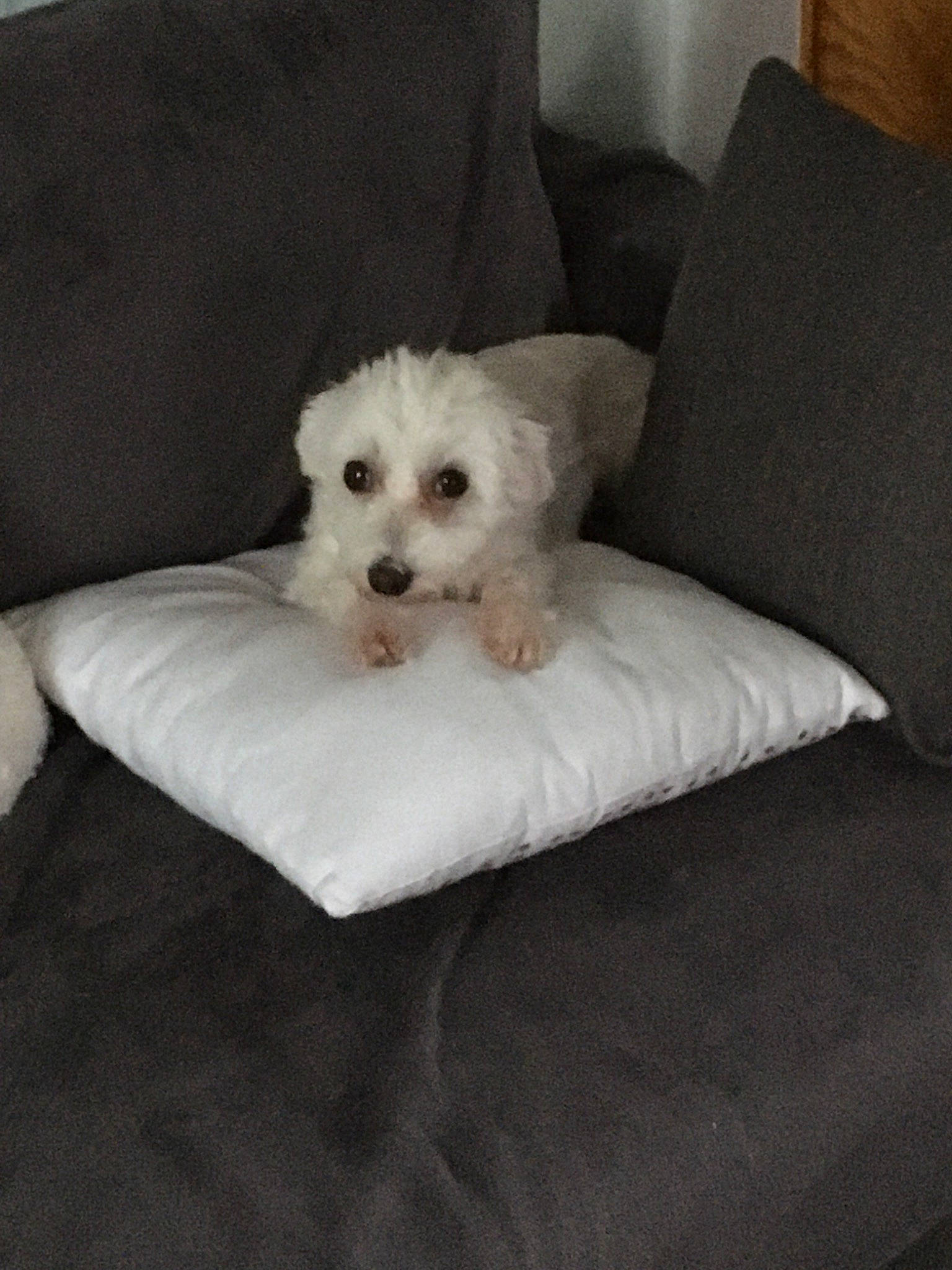 Mya participe au concours pour gagner de l'argent avec cette photo : bichon, bolognese, bolonka, canidae, carnivore, cavachon, companion_dog, coton_de_tulear, dog, dog_breed, maltepoo, maltese, mammal, morkie, puppy, schnoodle, toy_dog, toy_poodle, vertebrate, west_highland_white_terrier