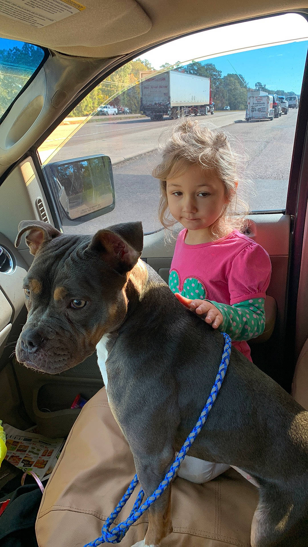 Courtney joined the competition — help win amazing prizes! car, carnivore, collar, companion_dog, dog, dog_breed, dog_collar, fawn, hat, mammal, mode_of_transport, motor_vehicle, person, sky, snapshot, snout, toddler, vehicle, vehicle_door, vertebrate