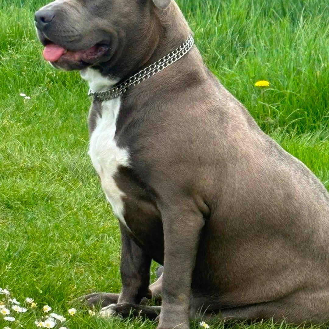 Kouniss a rejoint le concours — aidez-le/la à gagner de superbes lots ! animal, boxer, bulldog, canine, dog, field, flower, grass, grassland, green, lawn, nature, outdoors, park, pet, pitbull, plant, puppy, tree, vegetation