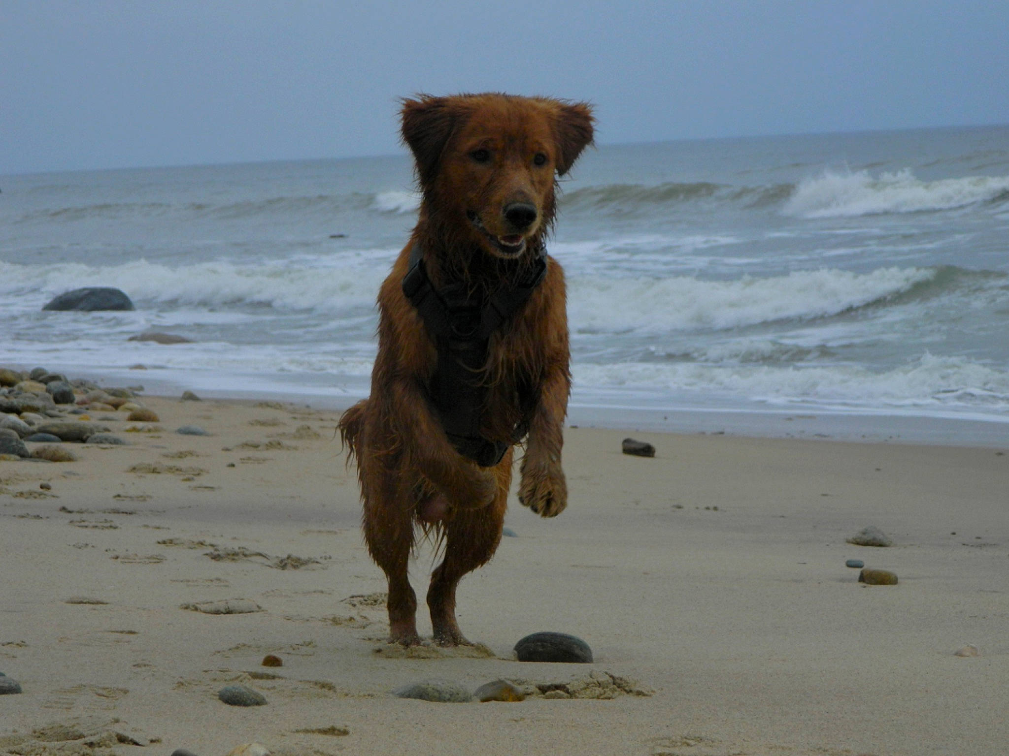 Hooper joined the competition — help win amazing prizes! beach, canidae, carnivore, coast, dog, dog_breed, fawn, horizon, landscape, ocean, sand, sky, snout, sporting_group, tail, terrestrial_animal, water, wildlife, wind_wave, working_animal