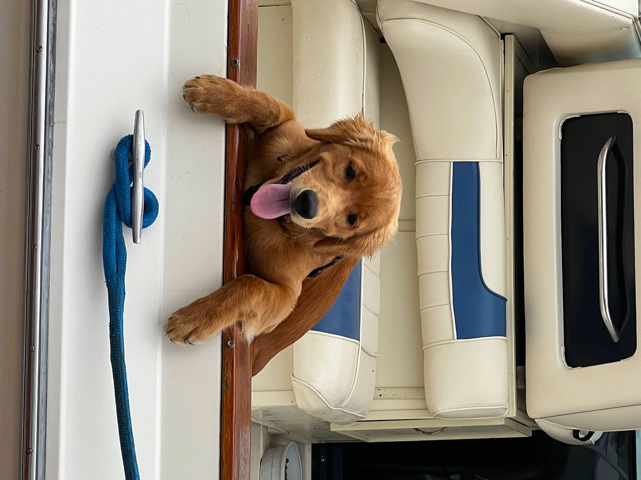 Hooper is registered to the contest to win money with this photo: automotive_exterior, carnivore, companion_dog, dog, dog_breed, door, electric_blue, fawn, fur, gas, motor_vehicle, room, snout, sporting_group, stuffed_toy, toy, vehicle, vehicle_door, window, wood