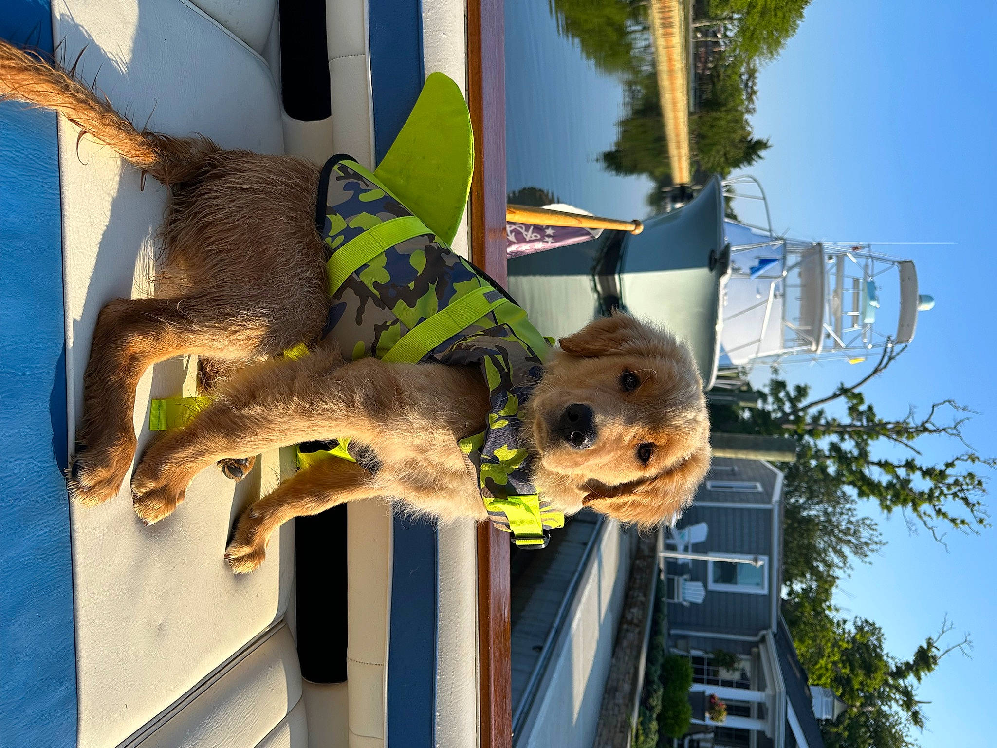 Hooper is registered to the contest to win money with this photo: building, canidae, carnivore, companion_dog, dog, dog_breed, facade, fawn, fur, house, palm_tree, plant, pole, sky, snout, sporting_group, stuffed_toy, toy, tree, world