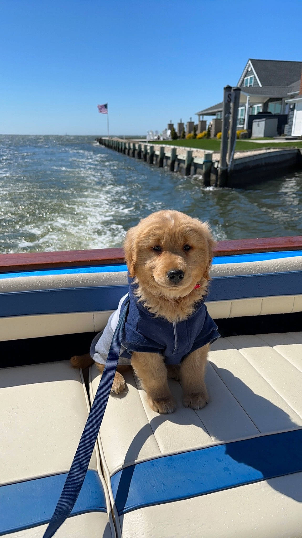 Hooper is registered to the contest to win money with this photo: azure, blue, boats_and_boating_equipment_and_supplies, carnivore, companion_dog, dog, dog_breed, dog_collar, dog_supply, electric_blue, fawn, leisure, mammal, sky, toy_dog, vehicle, vertebrate, water, window, working_animal