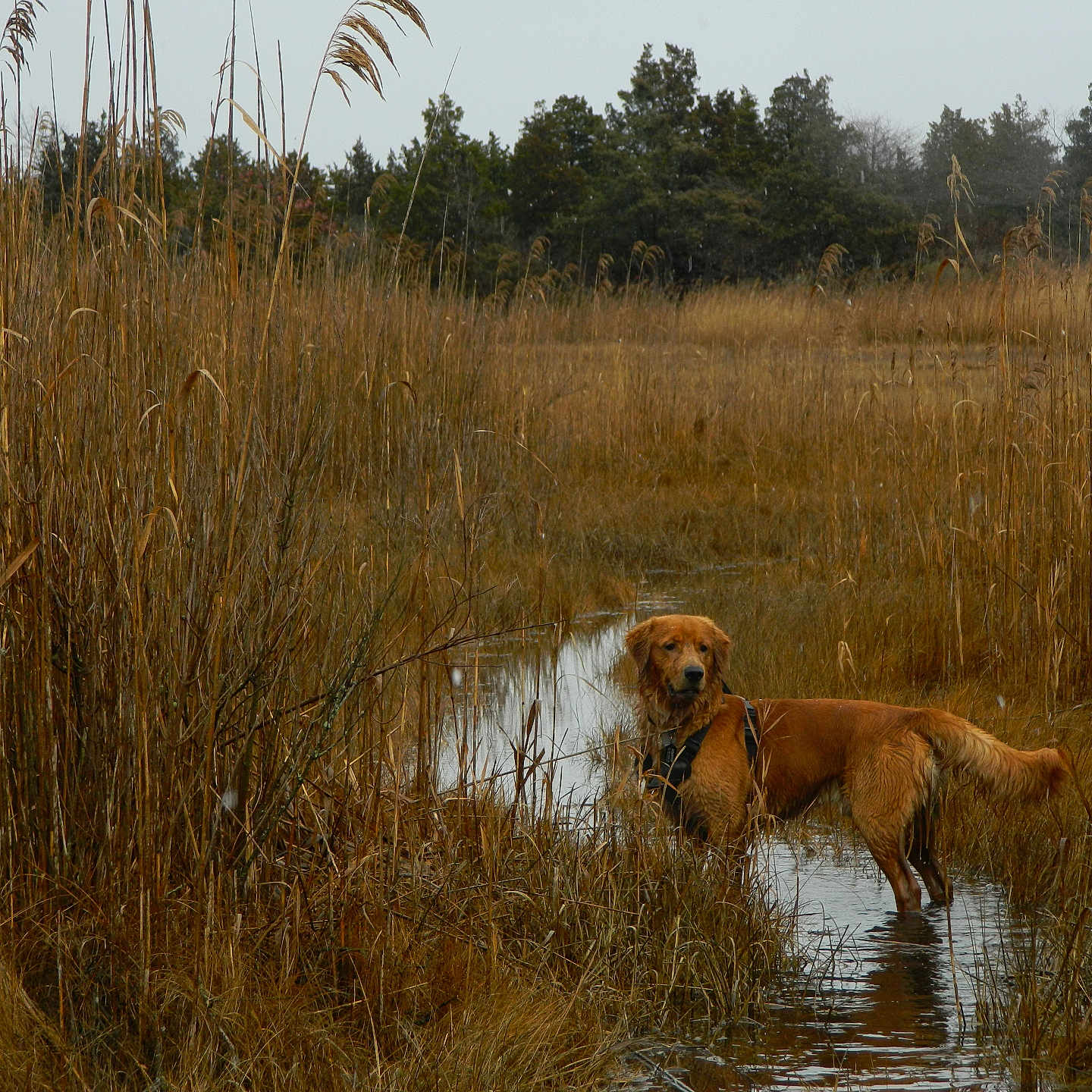 Hooper is registered to the contest to win money with this photo: animal, canine, ditch, dog, field, goldenretriever, grass, grassland, hound, land, nature, outdoors, pet, plant, pond, reed, savanna, swamp, vegetation, water