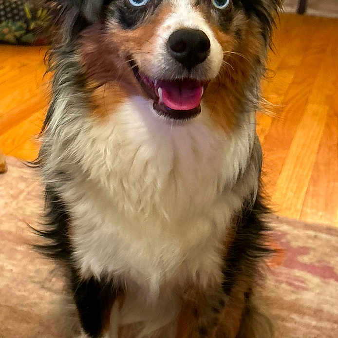 Otis joined the competition — help win amazing prizes! accessories, animal, bag, bodypart, canine, cockerspaniel, collie, couch, dog, furniture, handbag, hardwood, hound, mouth, papillon, person, pet, puppy, strap, wood