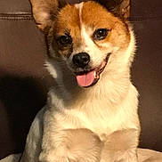 Roxy is registered to the contest to win money with this photo: dog, pet, animal, canine, sitting, tongue_out, ears_up, brown_coat, white_coat, indoor, blanket, cute, friendly, fur, portrait, mammal, companion, domestic_animal, face, happy